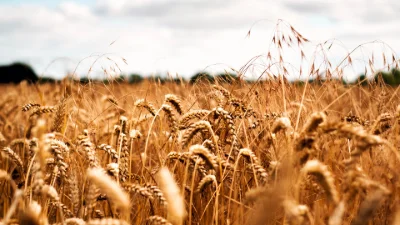 Alimentation & Agriculture