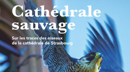 Film "La cathédrale sauvage"