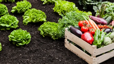 Pour une agriculture durable en Grand Est : reconnecter producteurs et consommateurs