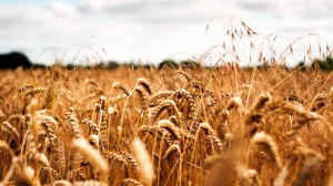Alimentation & Agriculture