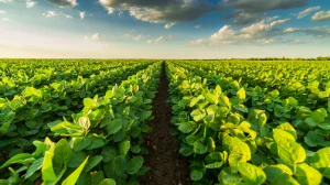 Du champ à l'assiette : une production respectueuse de l'environnement pour une alimentation saine